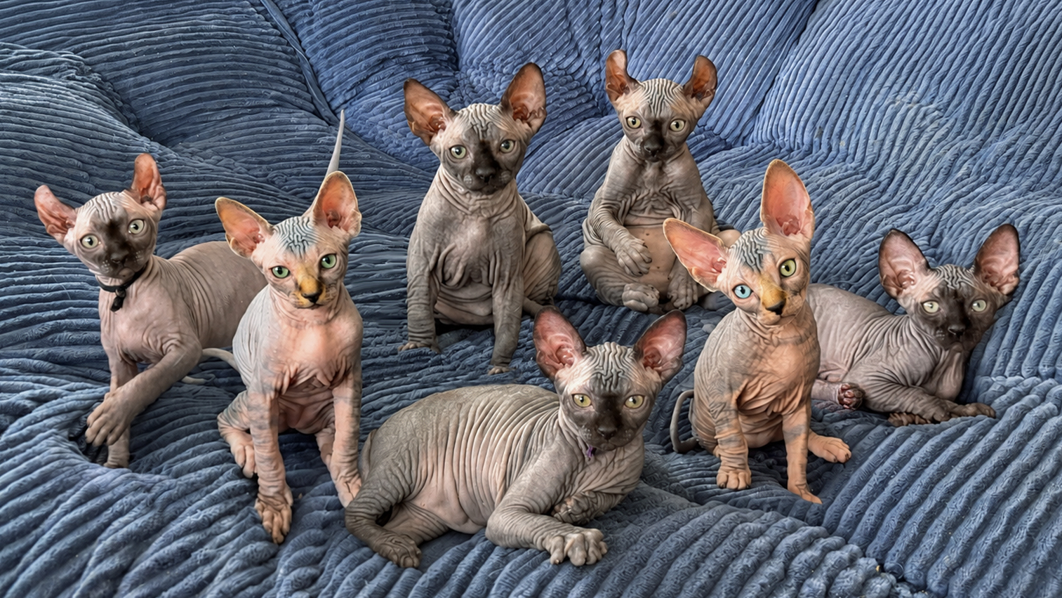 cats-9weeks.final-Cropped.jpg